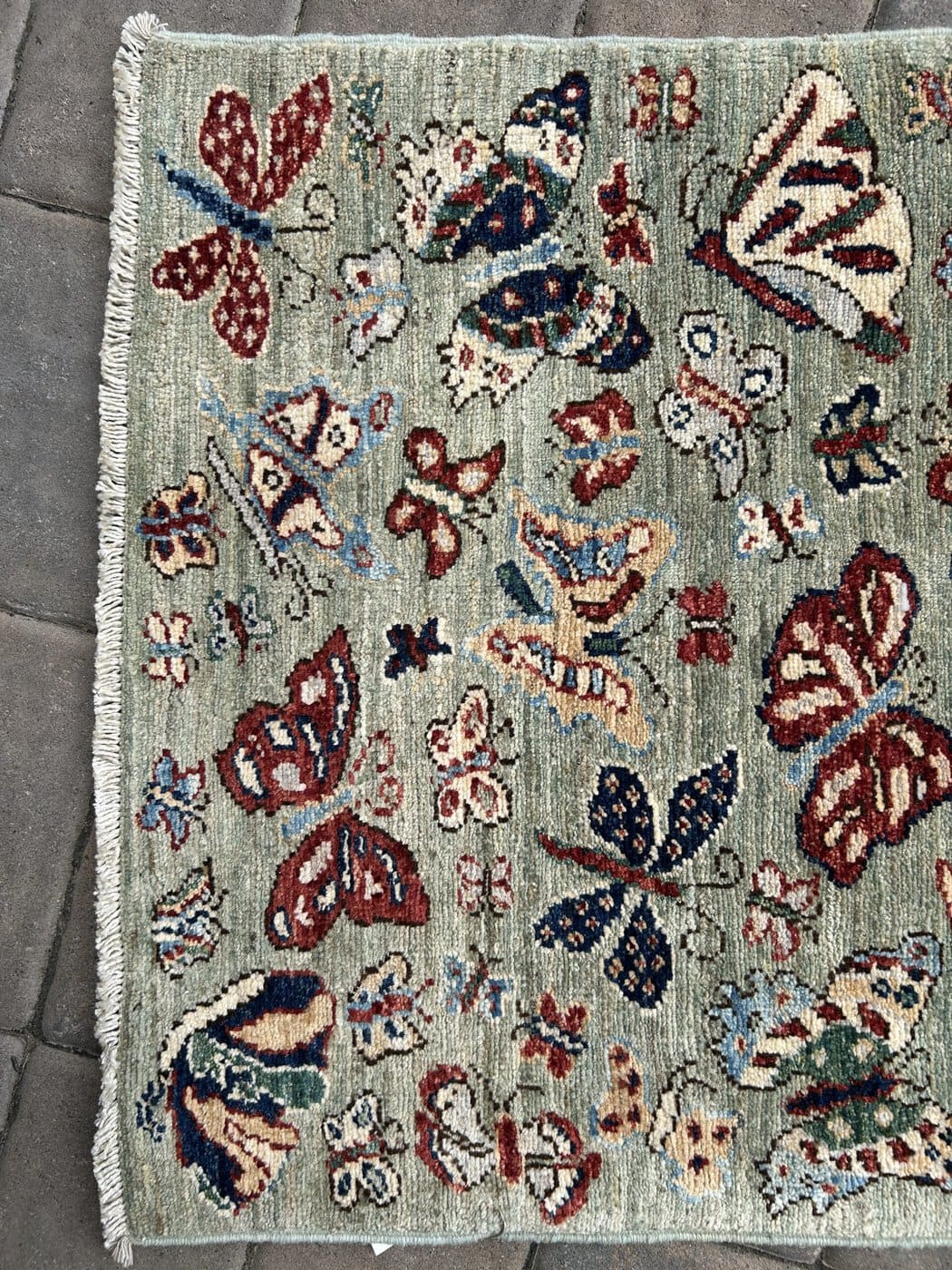 Butterflies 🦋 image 5